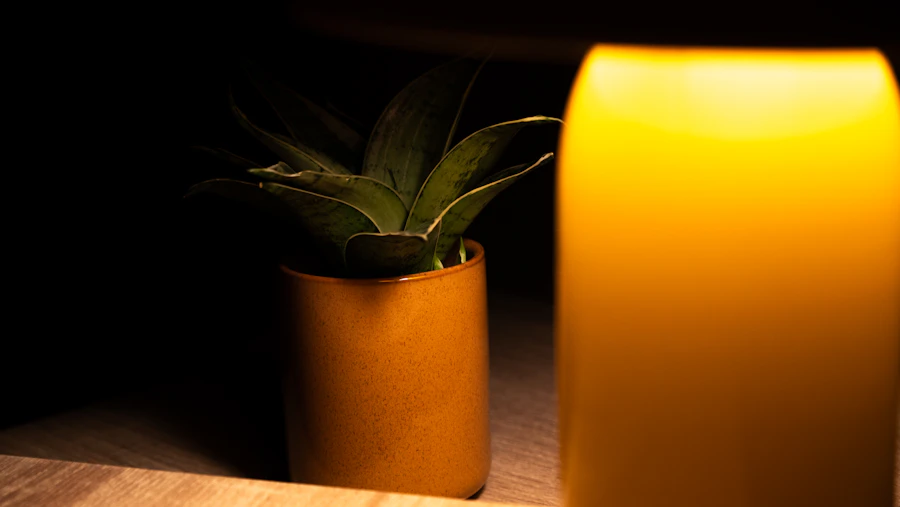베란다에 놓인 산세베리아 화분 관련 모습